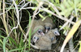 罕见！普洱景谷发现国家二级保护动物草鸮
