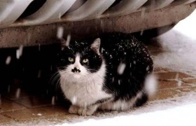 关爱流浪动物！冬天车底容易“长猫”
