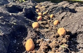 龙陵：马铃薯试验种下丰收的“薯”望