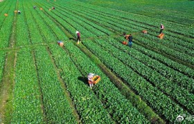 德宏陇川：千亩蔬菜基地助农增收