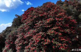 保山龙陵：火红马缨花，点燃春天的色彩