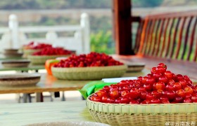 4月20日至5月20日昭通鲁甸将举办樱桃文化旅游节