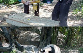 网友：有没有人管管这几位熊猫饲养员啊，太卷了！