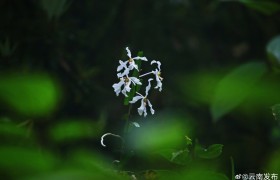 保山龙陵“悬空”生长的奇特植物——白花拟万代兰