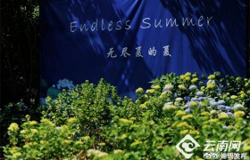昆明市郊野公园“无尽夏的夏”第八届绣球花展开幕