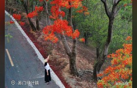 有一种叫云南的生活之365天丨5月5日 一树花开一树红