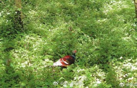 保山施甸：黑颈长尾雉林中觅食